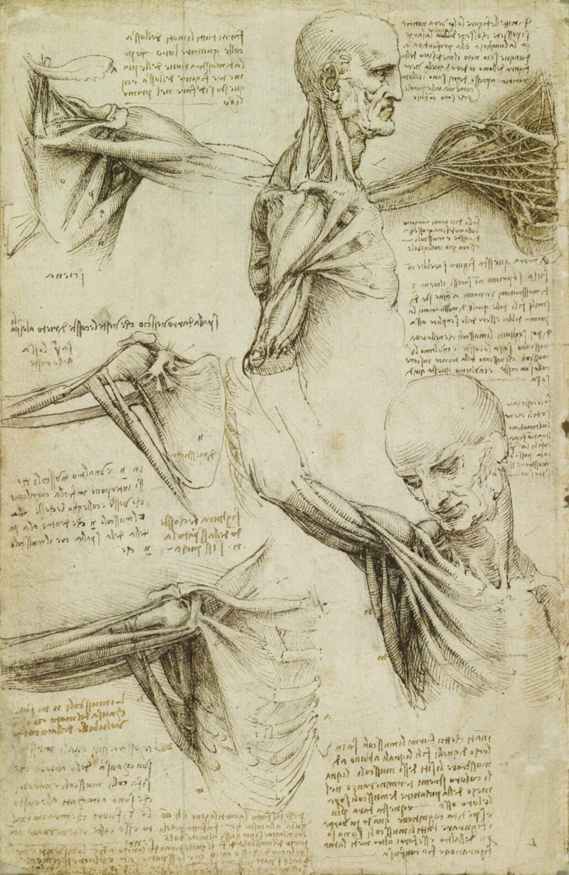 bocetos-anatomia-da-vinci
