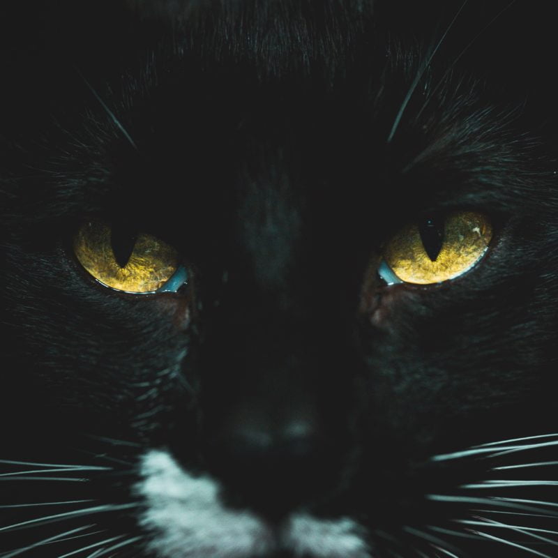 close up photo of black cat 1715092 1