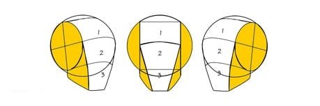 tres estructuras craneales en distintos angulos se detalla tanto el craneo como la mandibula 1