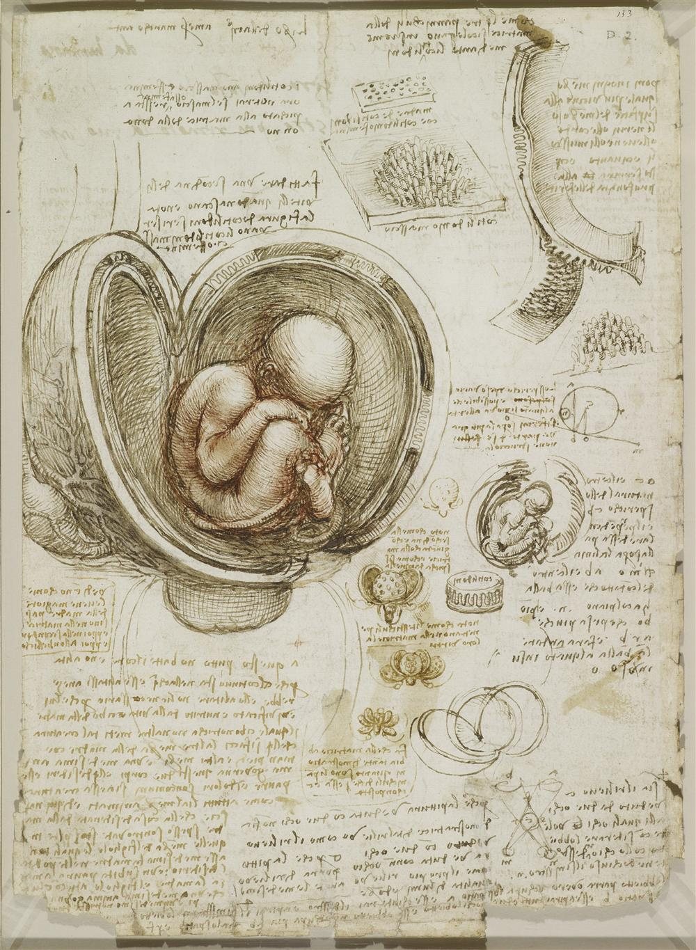 el feto en el utero