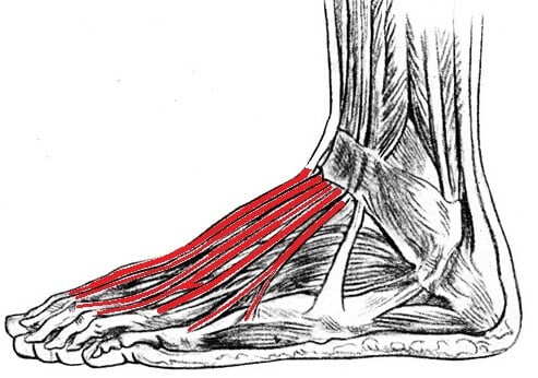 extensor tendons foot