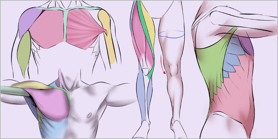 10 Consejos para dibujar músculos con precisión