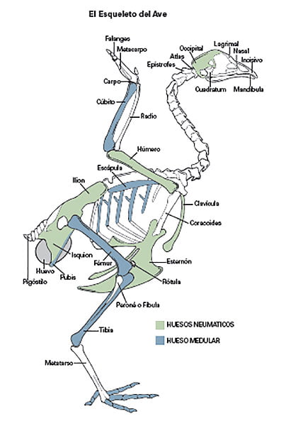 14 5 12 hyline esqueleto de ave el sitio avicola