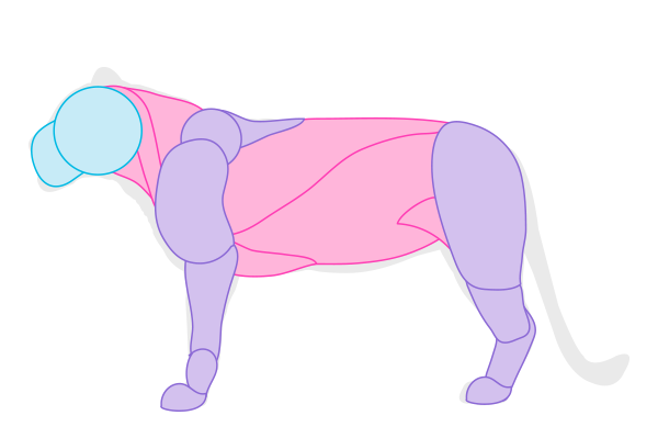 drawingbigcats 1 2 muscles simplified