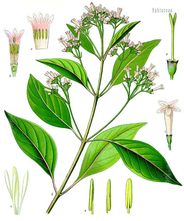 640px cinchona officinalis kohlers medizinal pflanzen 180