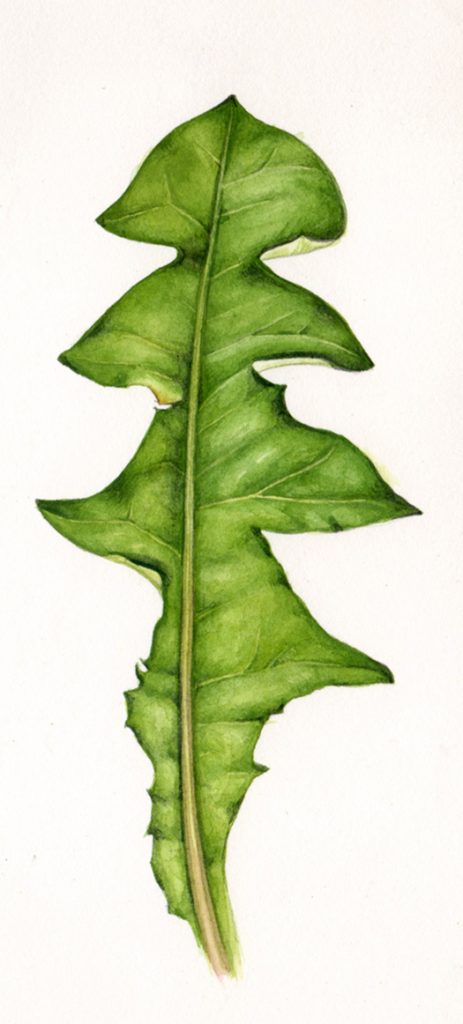 painting a leaf step by step botanical illustration by lizzie harper dandelion leaf study 463x1024 1