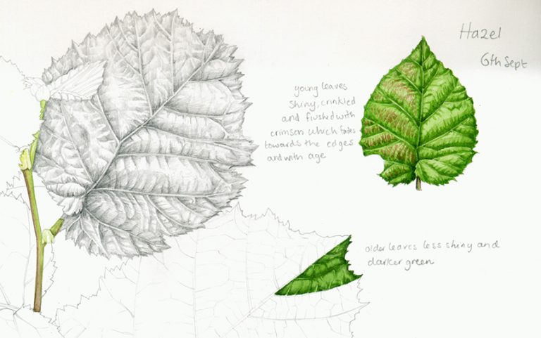painting a leaf step by step botanical illustration by lizzie harper hazel sketch 768x481 1