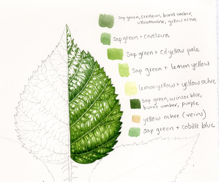 Ilustración científica botánica, en 4 pasos
