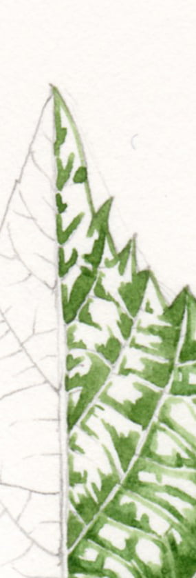painting a leaf step by step botanical illustration by lizzie harper leaf progression 1