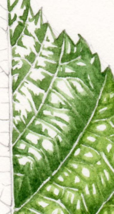 painting a leaf step by step botanical illustration by lizzie harper leaf progression 2