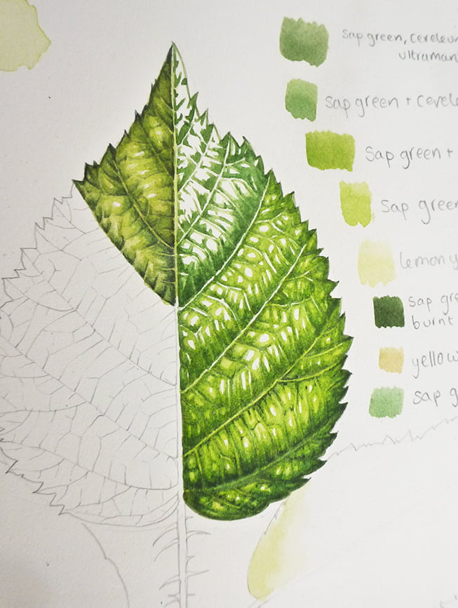 painting a leaf step by step botanical illustration by lizzie harper leaf progression other side