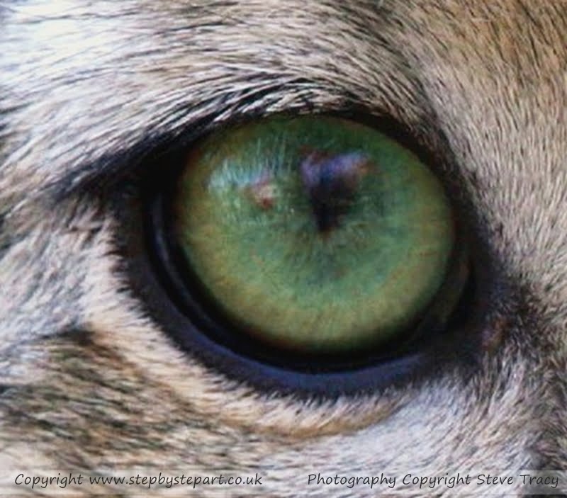 snow leopard eye for web orig 1