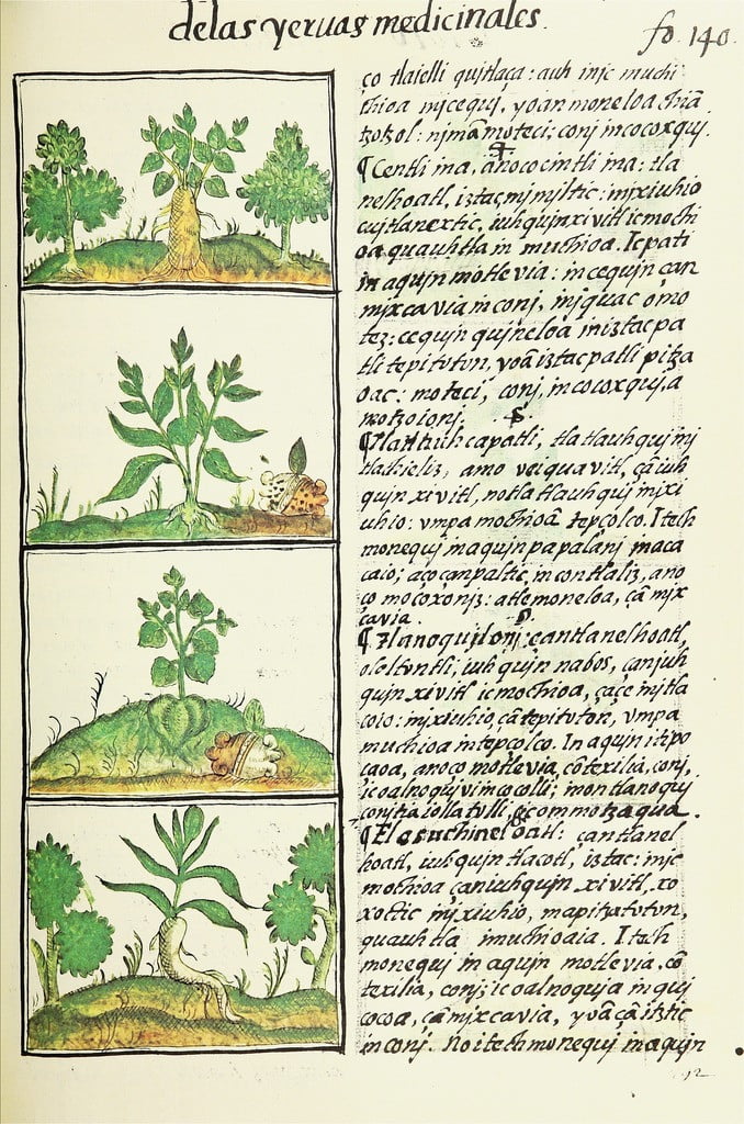Ilustración científica botánica, en 4 pasos