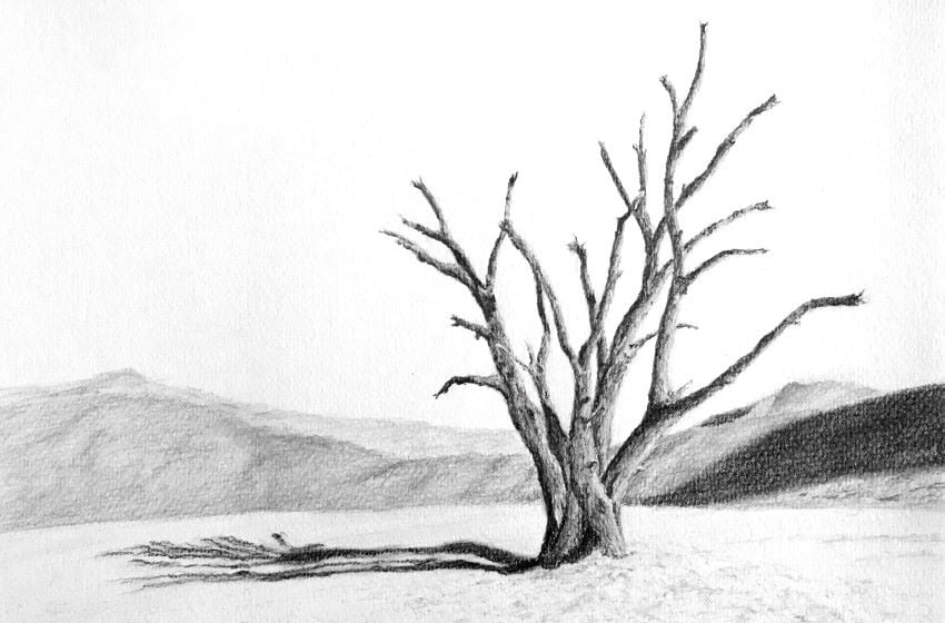 tree in desert pencil drawing
